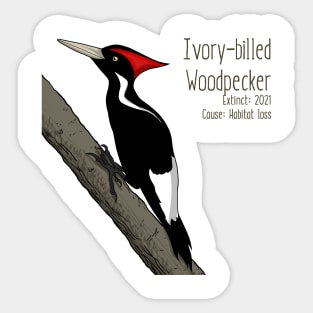 Extinct Species: Ivory-billed Woodpecker - UPDATED Sticker